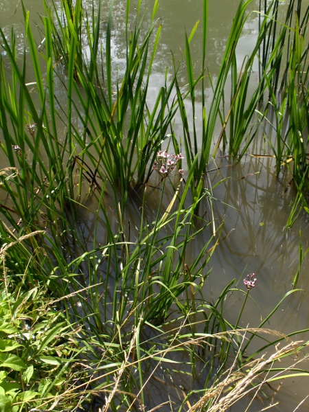 flowering rush / Butomus umbellatus: _Butomus umbellatus_ is mostly found along waterways in central, southern and eastern England.