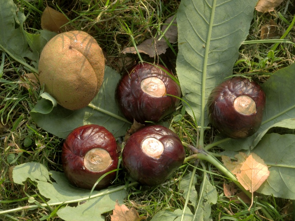 Indian horse-chestnut / Aesculus indica: The fruits of _Aesculus indica_ (like those of _Aesculus carnea_) lack the spines seen in _Aesculus hippocastanum_; also, the seeds are more wrinkled and have a smaller pale patch.