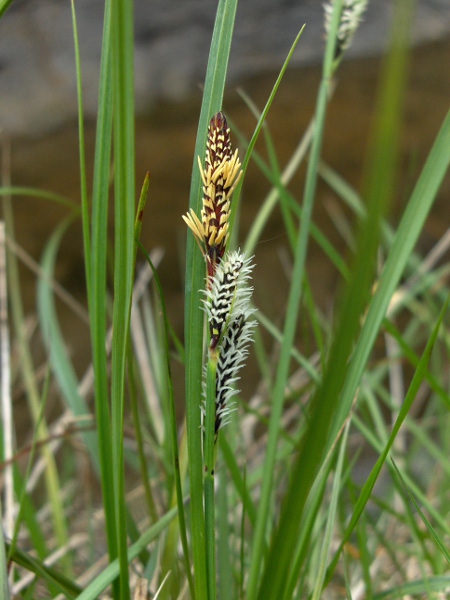 common sedge / Carex nigra: _Carex nigra_ is a very common and variable species, either spreading by rhizomes or forming dense tufts.