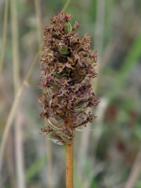 pyramidal orchid / Anacamptis pyramidalis: Although _Anacamptis pyramidalis_ has some of the largest seeds among our orchids, each capsule still contains over 2000 seeds.