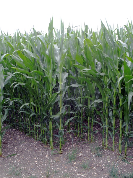 maize / Zea mays