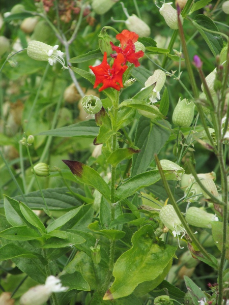 Maltese cross / Silene chalcedonica: _Silene chalcedonica_ is a popular garden plant occasionally found in the wild as a casual.