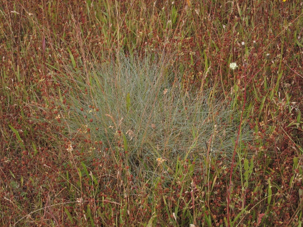 sheep’s fescue / Festuca ovina