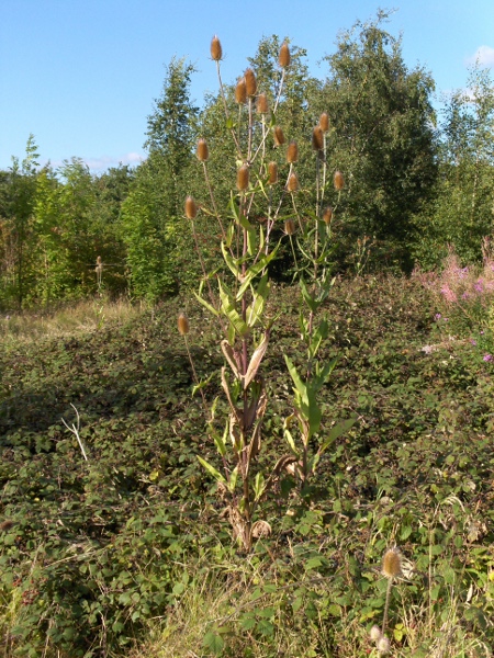 wild teasel / Dipsacus fullonum: _Dipsacus fullonum_ is a common and distinctive tall herb found across central and southern England and in coastal and low-lying areas elsewhere.