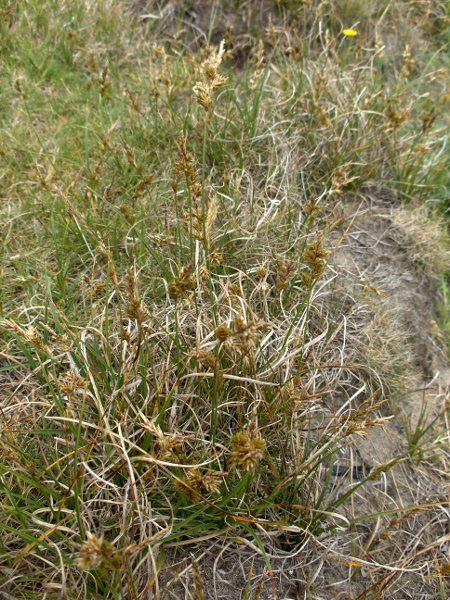 sand sedge / Carex arenaria