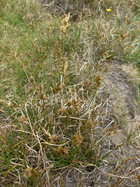 sand sedge / Carex arenaria: _Carex arenaria_ grows in sandy places, mostly along the coast, but also inland sands such as Breckland and the North Lincolnshire coversands; it uses rhizomes to spread over large areas.