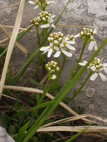 perennial candytuft / Iberis sempervirens: _Iberis sempervirens_ is a garden plant and sometime escapee that is native to the mountains of southern Europe.