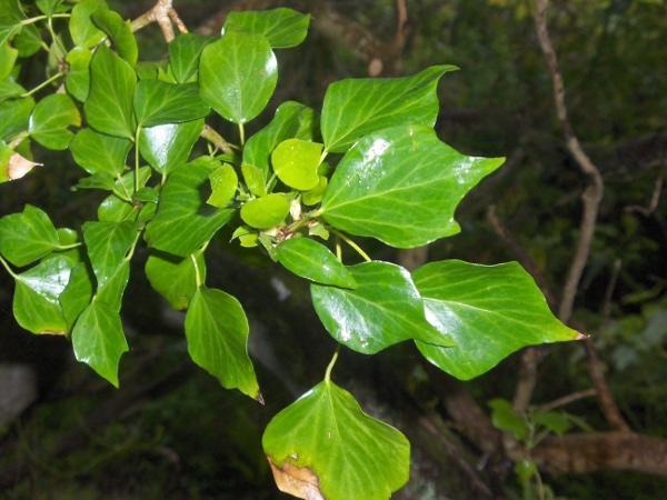 Atlantic ivy / Hedera hibernica: The leaves of _Hedera_ species are very variable, but those of _Hedera hibernica_ tend to be less divided than those of _Hedera helix_; it grows natively in Ireland, Wales, the Isle of Man, south-western Scotland and south-western England.