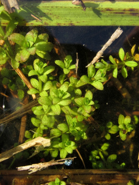 common marsh-bedstraw / Galium palustre: The leaves of the diploid or tetraploid _Galium palustre_ subsp. _palustre_ are shorter than 20 mm.