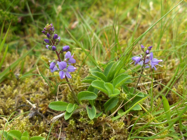 heath speedwell / Veronica officinalis