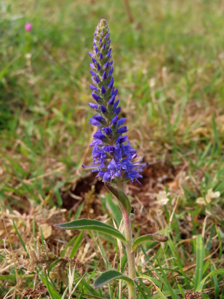spiked speedwell / Veronica spicata: _Veronica spicata_ has tall, dense spikes of blue flowers, like _Veronica longifolia_.