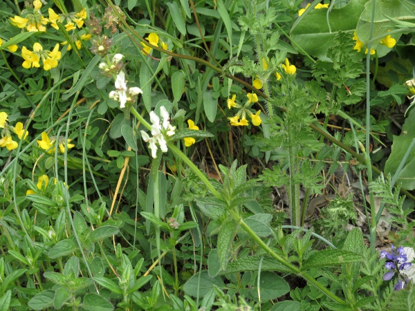 perennial yellow woundwort / Stachys recta