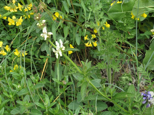 perennial yellow woundwort / Stachys recta: _Stachys recta_ is a continental European species that survived for over 50 years at Barry Docks (VC41), and occasionally escapes from cultivation elsewhere.