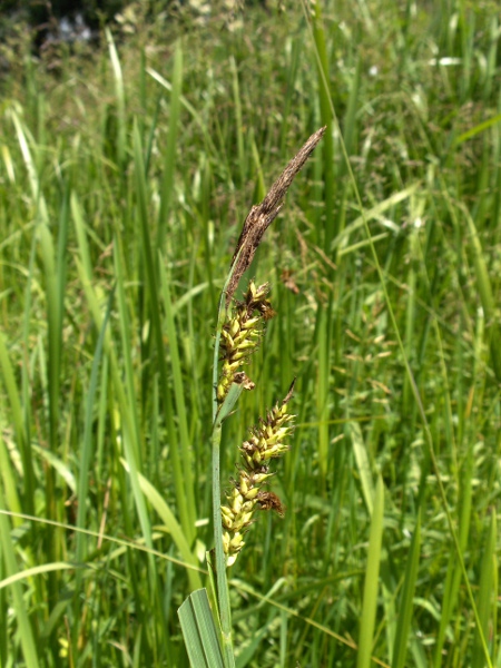 lesser pond-sedge / Carex acutiformis: Inflorescence infected with a smut fungus such as _Farysia thuemenii_