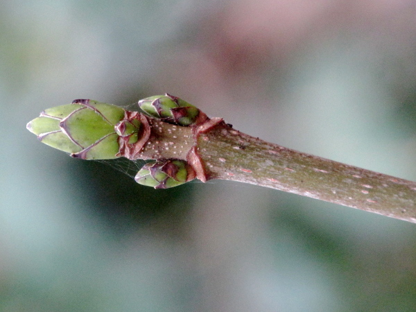 sycamore / Acer pseudoplatanus: _Acer pseudoplatanus_ has buds with numerous green scales.