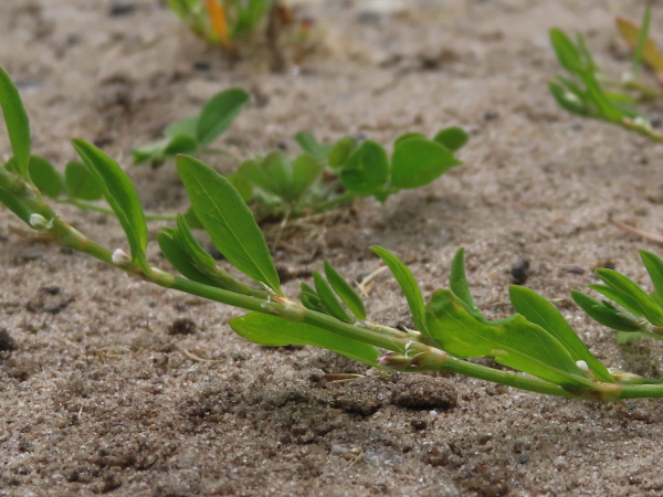 northern knotgrass / Polygonum boreale: _Polygonum boreale_ differs from _Polygonum aviculare_ in having leaves that are widest in the distal half, with the longer petiole visible beyond the stipules, and by its larger achenes.