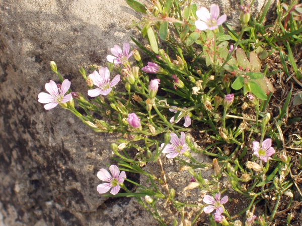 tunicflower / Petrorhagia saxifraga: _Petrorhagia saxifraga_ is a mat-forming European perennial species that can be found at scattered sites across England and Wales.