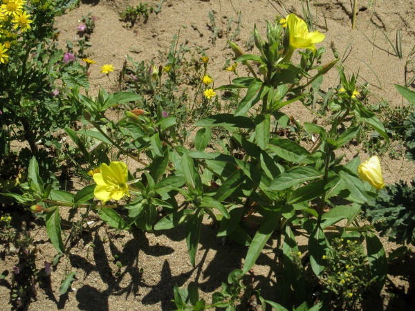 intermediate evening primrose / Oenothera × fallax: _Oenothera_ × _fallax_ is a hybrid between _Oenothera glazioviana_ and _Oenothera biennis_; it has red-striped sepals like the former, but stigmas level with the stamens, like the latter.