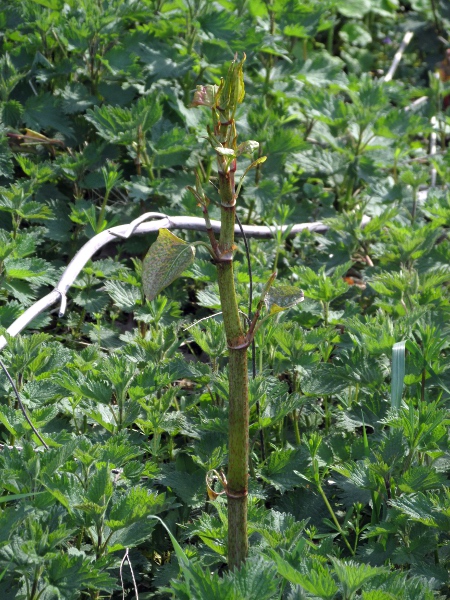 Japanese knotweed / Reynoutria japonica