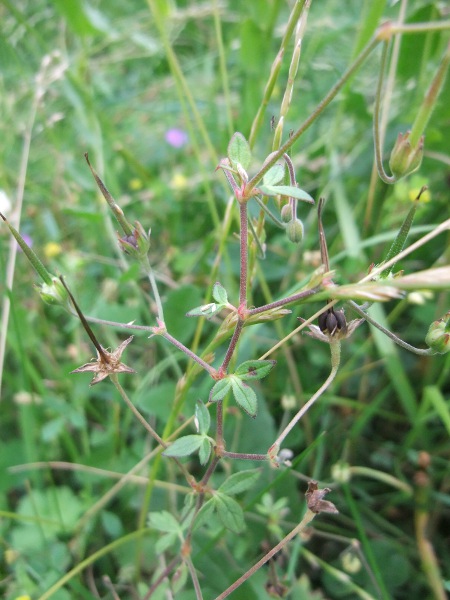 dove’s-foot cranesbill / Geranium molle: The mericarps of _Geranium molle_ (the rounded part of the fruit that contains the seed) are often ridged, and lack the fine hairs of _Geranium pusillum_.