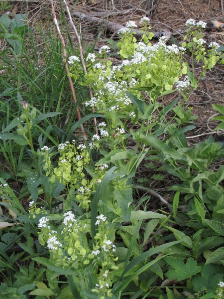 garlic cress / Peltaria alliacea