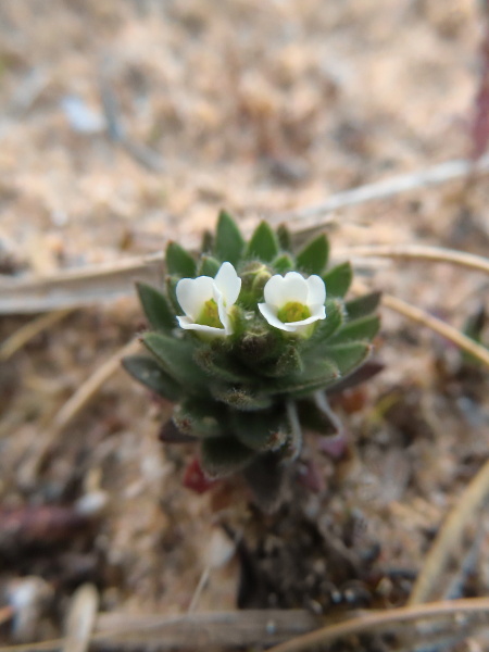 hoary whitlow-grass / Draba incana: In exposed settings, such as coastal and upland cliffs, _Draba incana_ can be almost stemless; it differs from _Draba norvegica_ in its broader leaves.