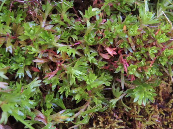 Irish saxifrage / Saxifraga rosacea: _Saxifraga rosacea_ grows on wet rocks in western Ireland; its leaves have pointed lobes, and often turn red.