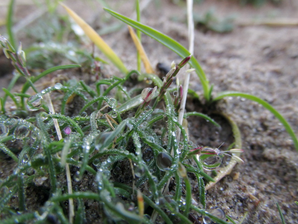 early sand-grass / Mibora minima: _Mibora minima_ grows in sand dunes in Lanca­shire and West Wales; its tiny size and early flowering mean that it is often overlooked.