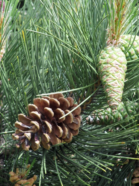 maritime pine / Pinus pinaster: The leaves of _Pinus pinaster_ are long, and its cones are larger than those of _Pinus nigra_ subsp. _nigra_ and subsp. _laricio_.