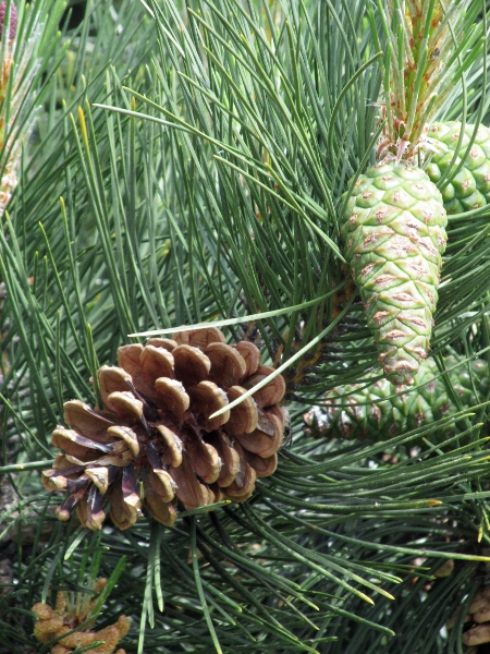 maritime pine / Pinus pinaster: The leaves of _Pinus pinaster_ are long, and its cones are larger than those of _Pinus nigra_ subsp. _nigra_ and subsp. _laricio_.