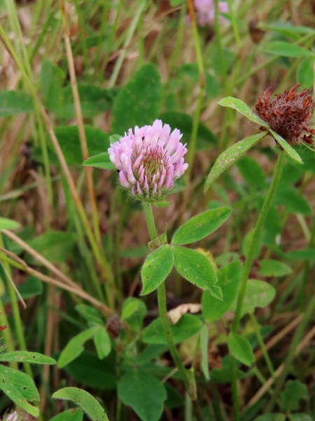 red clover / Trifolium pratense: _Trifolium pratense_ has hairy-edged leaves (unlike _Trifolium repens_) and stipules with a long bristle-point.