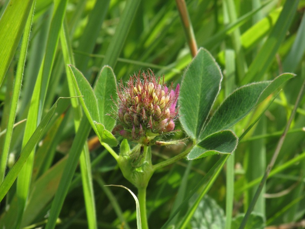 zigzag clover / Trifolium medium: _Trifolium medium_ has pink flowers, like _Trifolium pratense_, but its stipules lack the long bristle-point of that species.