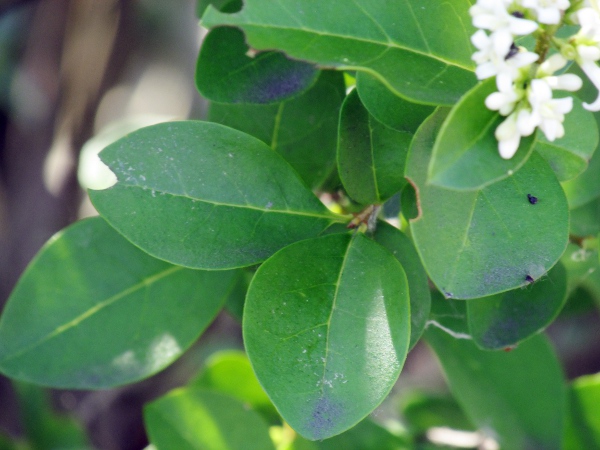 garden privet / Ligustrum ovalifolium