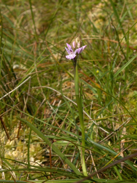 heath spotted orchid / Dactylorhiza maculata: _Dactylorhiza maculata_ subsp. _ericetorum_