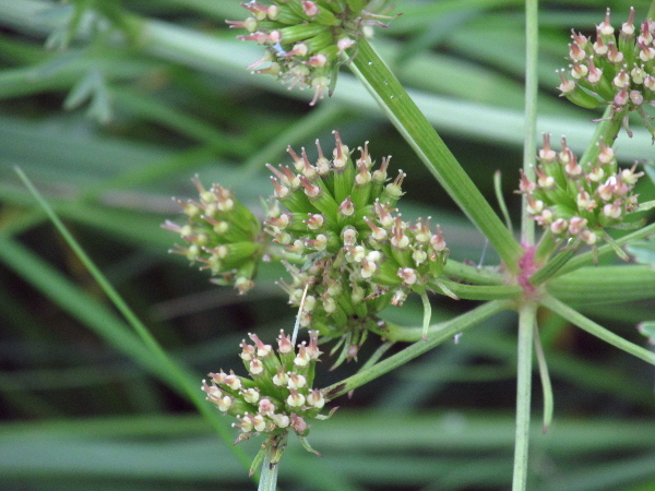 hemlock water-dropwort / Oenanthe crocata: The oblong fruits of _Oenanthe crocata_ are very nearly sessile, forming an open head, in contrast to the smoother and more solid fruit-heads of _Oenanthe fistulosa_ formed from tesselating conical fruits.