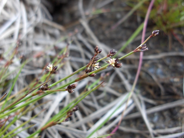 bulbous rush / Juncus bulbosus