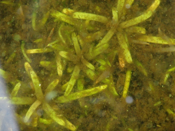 water lobelia / Lobelia dortmanna: Its leaves are all in a basal rosette, limiting _Lobelia dortmanna_ to water less than 2 m deep.