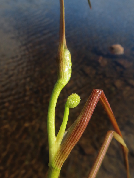 floating bur-reed / Sparganium angustifolium