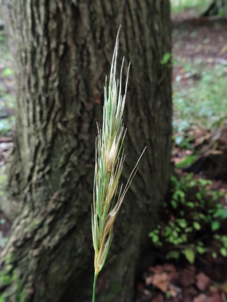 wood barley / Hordelymus europaeus: The inflorescences of _Hordelymus europaeus_ are like a mixture of _Hordeum_ and _Elymus_, with spikelets in groups of 3; the pairs of long glumes are fused together at the base.