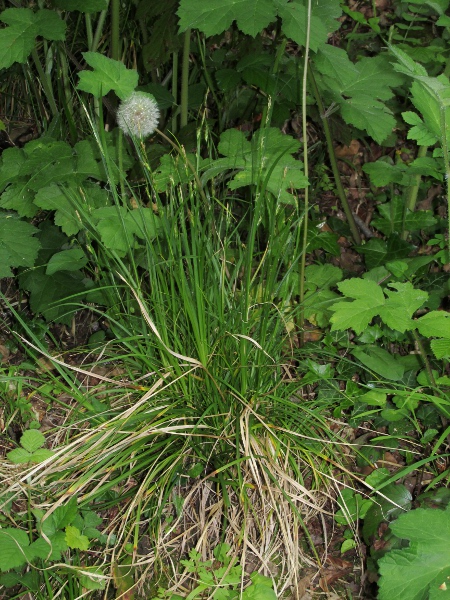 starved wood-sedge / Carex depauperata: _Carex depauperata_ is a very rare sedge of woodland margins that grows at 2 or 3 sites in southern England.