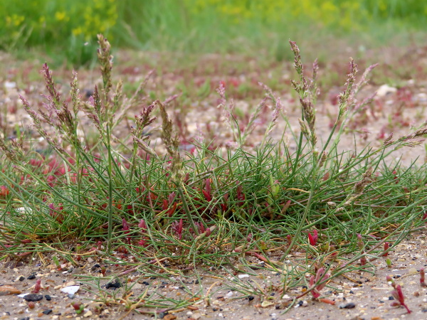 common salt-marsh grass / Puccinellia maritima: _Puccinellia maritima_ spreads by stolons to form extensive mats in salt marshes.