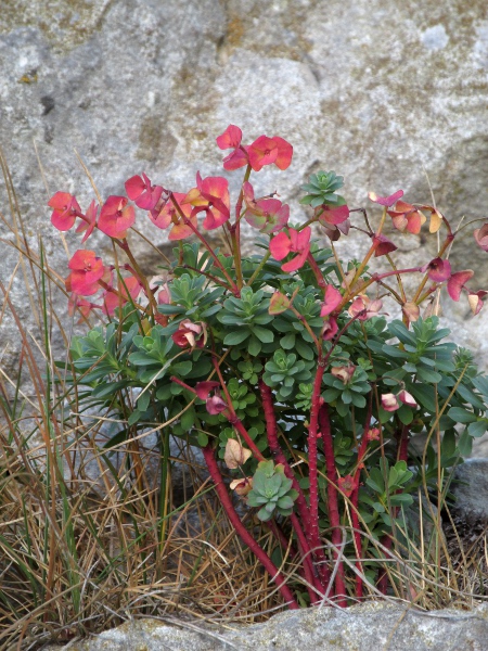 Portland spurge / Euphorbia portlandica