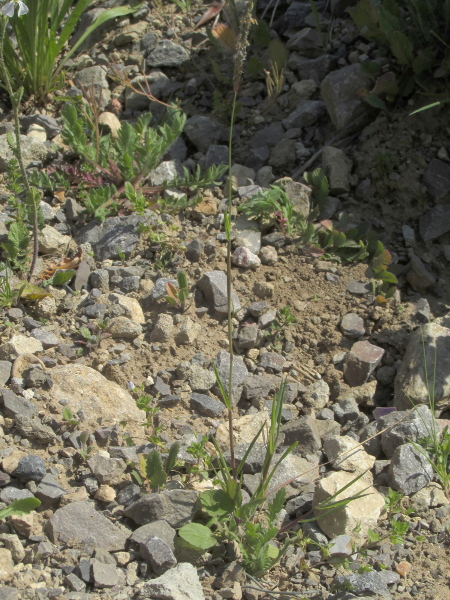 black grass / Alopecurus myosuroides: _Alopecurus myosuroides_ is a persistent arable weed, mostly found south of a line between the Severn and Humber estuaries.