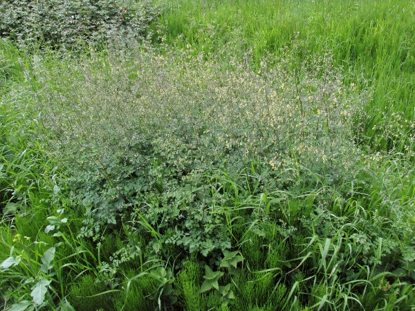 lesser meadow-rue / Thalictrum minus: _Thalictrum minus_ is a patchily distributed and morphologically variable species of damp, calcareous grassland.