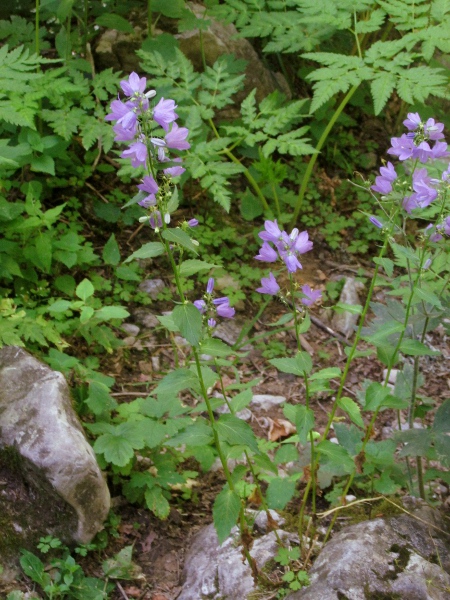 broad-leaved bellflower / Campanula rhomboidalis: _Campanula rhomboidalis_ is native to the Alps and Jura mountains, but has escaped in Britain at least twice.