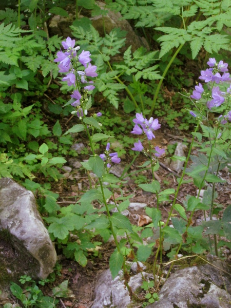 broad-leaved bellflower / Campanula rhomboidalis