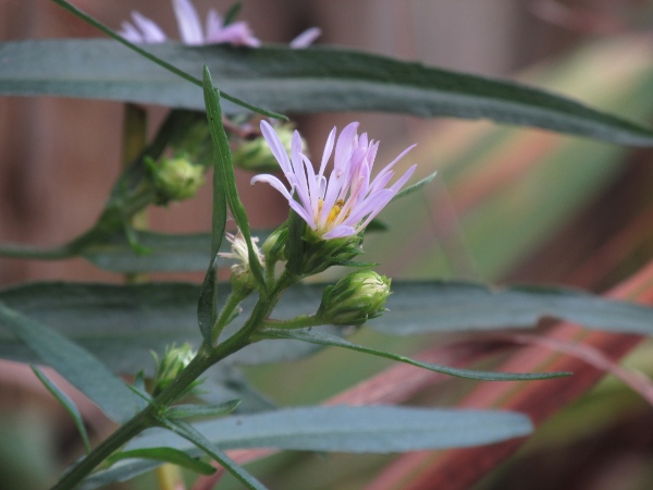 common Michaelmas daisy / Symphyotrichum × salignum