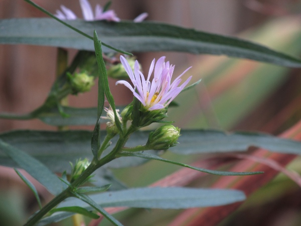 common Michaelmas daisy / Symphyotrichum × salignum: The phyllaries of _Symphyotrichum_ × _salignus_ are wholly green and widest below the middle.