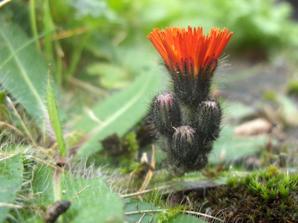 fox and cubs / Pilosella aurantiaca: Inflorescences