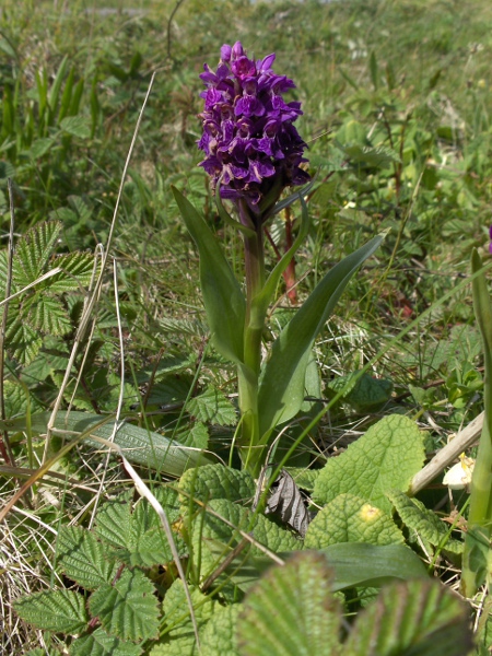 northern marsh orchid / Dactylorhiza purpurella: _Dactylorhiza purpurella_ is a north-westerly species, found in Scotland, Ireland and northern parts of England and Wales, but replaced further south-east by _Dactylorhiza praetermissa_.